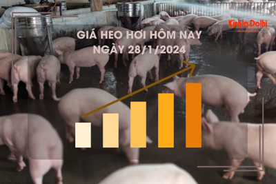 Giá heo hơi hôm nay 28/1/2024: Cao nhất 58.000 đồng/kg