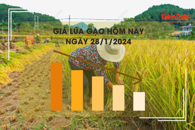 Giá lúa gạo hôm nay 28/1/2024: Tiếp tục xu hướng đi ngang