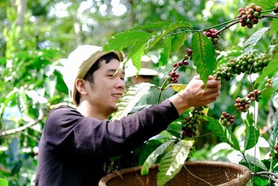 Vì sao vắng bóng thương hiệu nông sản Việt trên thị trường thế giới?