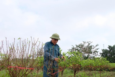 Hà Nội: Kỳ vọng đổi đời ở làng đào Phù Trì- Mê Linh