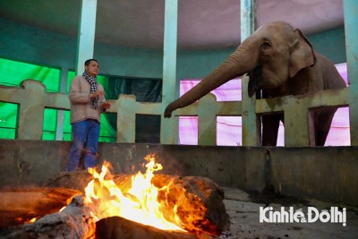 Vườn thú Hà Nội: Hà mã tắm nước nóng, voi được sưởi ấm