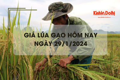 Giá lúa gạo hôm nay 29/1/2024: Duy trì ổn định