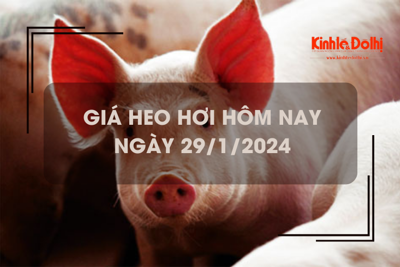 Giá heo hơi hôm nay 29/1/2024: Miền Bắc thu mua  trong khoảng 57.000 - 58.000 đồng/kg.