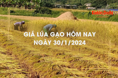 Giá lúa gạo hôm nay 30/1/2024: Giá lúa chững, giá gạo giảm mạnh