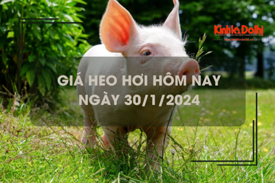 Giá heo hơi hôm nay 30/1/2024: Tiếp tục tăng 1.000 - 3.000 đồng/kg