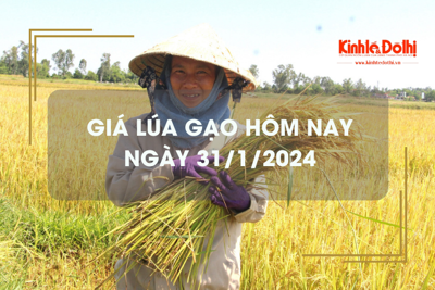 Giá lúa gạo hôm nay 31/1/2024: Giá gạo xuất khẩu giảm mạnh