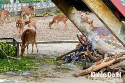 Đảm bảo an toàn cho động vật trong Vườn thú Hà Nội