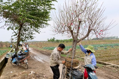 Hà Nội: Làng đào Phù Trì tất bật những ngày cận Tết