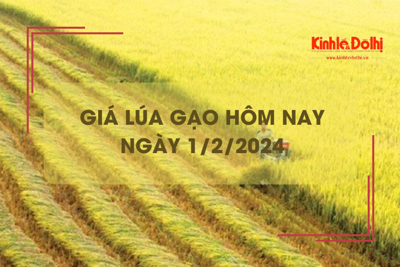 Giá lúa gạo hôm nay 1/2/2024: Giá lúa chững, giá gạo tăng