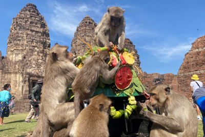 Một thành phố Thái Lan bị bủa vây bởi khỉ