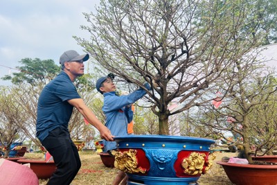 Nhộn nhịp chợ hoa Tết Đà Nẵng