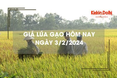 Giá lúa gạo hôm nay 3/2/2024: Giá lúa giảm, giá gạo chững