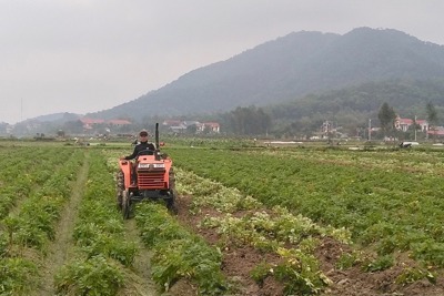 Hà Nội: Hướng phát triển kinh tế mới từ khoai tây giống Đức