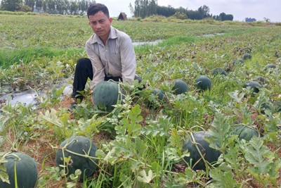 Làng trồng dưa hấu ở Sóc Trăng rộn ràng vào vụ Tết