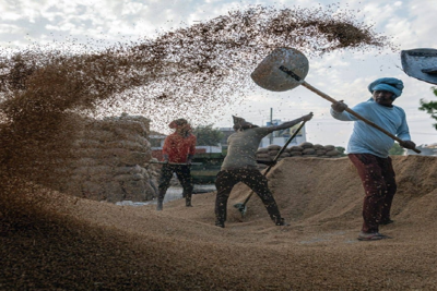 Cảnh báo thiếu hụt gạo trầm trọng do căng thẳng tại Biển Đỏ