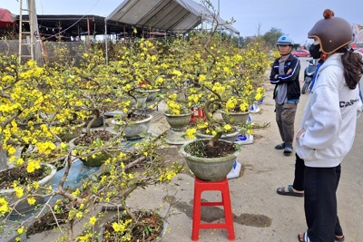 Hà Tĩnh: Hoa mai vàng ‘ngóng’ người mua vào những ngày áp Tết