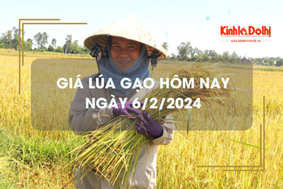 Giá lúa gạo hôm nay 6/2/2024: Thị trường lặng sóng ngày đầu tuần