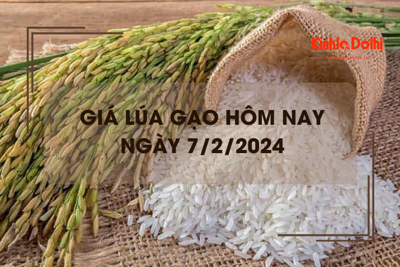 Giá lúa gạo hôm nay 7/2/2024: Giá gạo xuất khẩu giảm