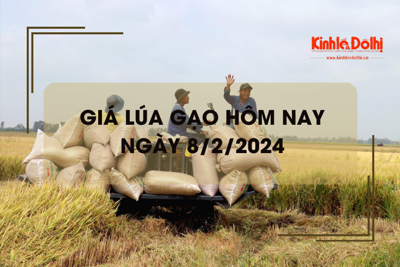 Giá lúa gạo hôm nay 8/2/2024: Giá lúa giảm, giá gạo chững 