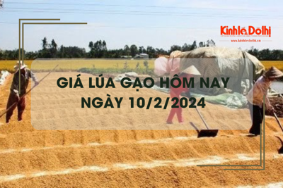 Giá lúa gạo hôm nay 10/2/2024: Nhà máy nghỉ Tết, giá gạo duy trì ổn định