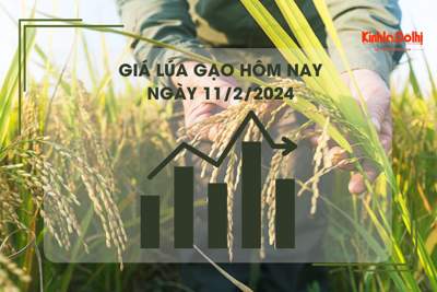 Giá lúa gạo hôm nay 11/2/2024: Kéo dài đà đi ngang