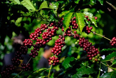 Giá cà phê hôm nay 11/2: Cà phê có tuần tăng mạnh, cán mốc 80.000 đồng/kg