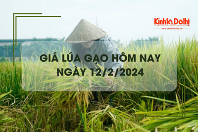 Giá lúa gạo hôm nay 12/2/2024: Tiếp tục chững giá 