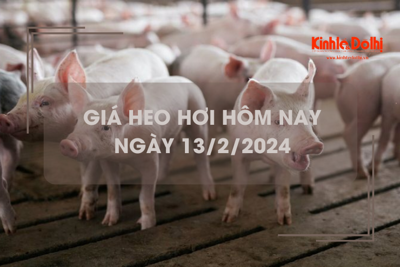 Giá heo hơi hôm nay 13/2/2024: Thái Nguyên cao nhất 59.000 đồng/kg