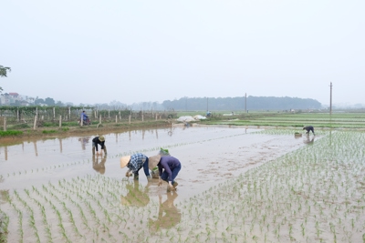 Hà Nội: Mùng 4 Tết, nông dân tích cực xuống đồng sản xuất vụ Xuân