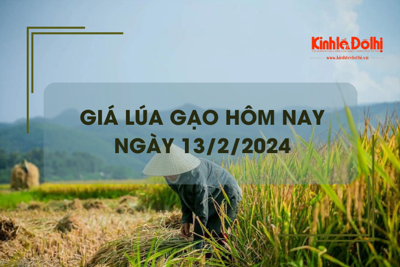 Giá lúa gạo hôm nay 13/2/2024: Duy trì ổn định