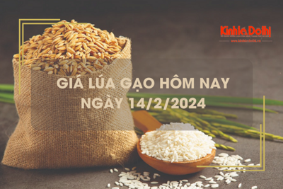 Giá lúa gạo hôm nay 14/2/2024: Không có biến động