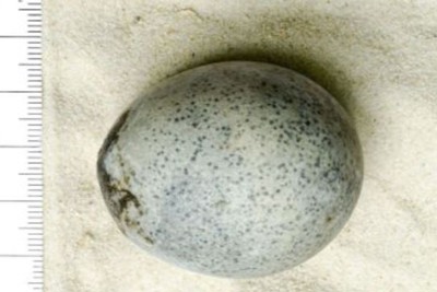 Khó tin: phát hiện quả trứng 1.700 năm tuổi nguyên vẹn
