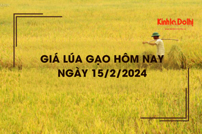 Giá lúa gạo hôm nay 15/2/2024: Giá lúa tại Tiền Giang tăng 500 – 1.000 đồng/kg