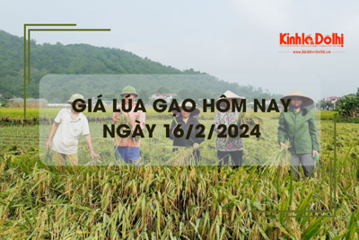 Giá lúa gạo hôm nay 16/2/2024: Giao dịch sôi động trong phiên đầu năm