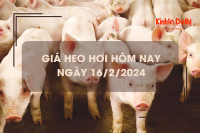 Giá heo hơi hôm nay 16/2/2024: Biến động không đồng nhất