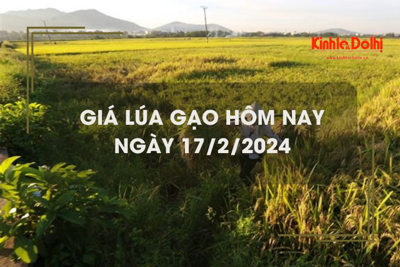 Giá lúa gạo hôm nay 17/2/2024: Duy trì ổn định 