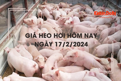 Giá heo hơi hôm nay 17/2/2024: Giảm rải rác 1.000 đồng/kg