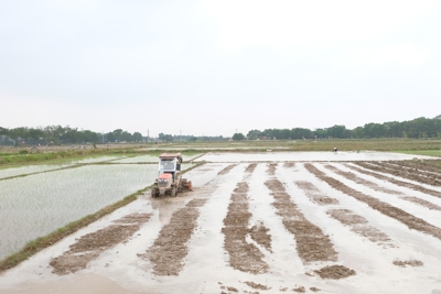 Hà Nội đốc thúc các địa phương đẩy nhanh tiến độ gieo cấy lúa Xuân