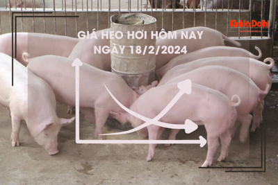 Giá heo hơi hôm nay 18/2/2024: Cao nhất 58.000 đồng/kg