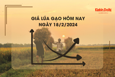 Giá lúa gạo hôm nay 18/2/2024: Giá lúa chững, giá gạo giảm 