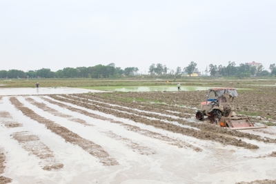 Hà Nội: Không để thiếu nước tưới dưỡng lúa Xuân