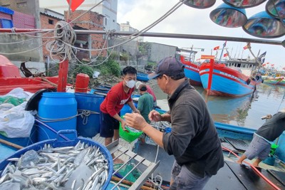 Một đêm ra khơi,  ngư dân "bỏ túi" từ vài chục triệu đến trăm triệu đồng