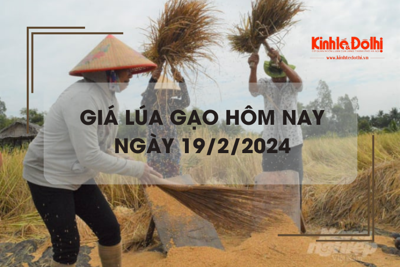 Giá lúa gạo hôm nay 19/2/2024: Giá lúa giảm, giá gạo chững