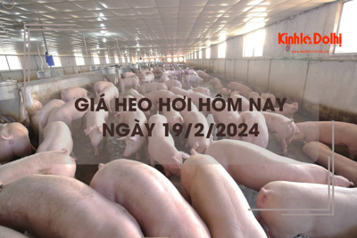 Giá heo hơi hôm nay 19/2/2024: Đồng loạt đi ngang ngày đầu tuần