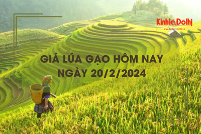 Giá lúa gạo hôm nay 20/2/2024: Giá gạo xuất khẩu tăng