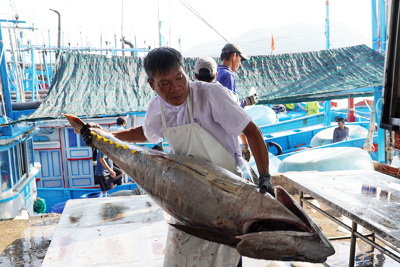 Ngư dân Khánh Hòa thắng lớn vụ cá ngừ đại dương ngày đầu năm 