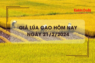 Giá lúa gạo hôm nay 21/2/2024: Giá gạo tiếp tục giảm nhẹ 