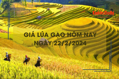 Giá lúa gạo hôm nay 22/2/2024: Đồng loạt giảm mạnh 