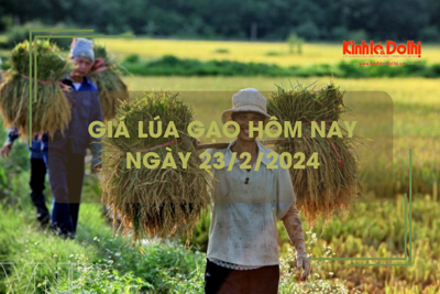 Giá lúa gạo hôm nay 23/2/2024: Giá gạo chững, giá lúa tiếp tục giảm mạnh