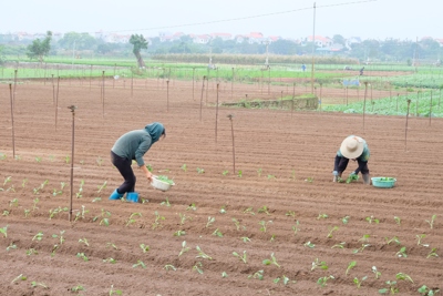 Hà Nội: Nông dân tích cực gieo trồng vụ rau mới